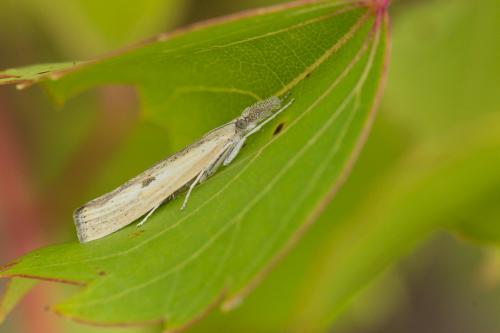 Réf. 241 651 : Agriphila inquinatella